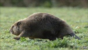 Beaver (generic)