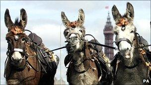 Donkeys in Blackpool