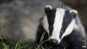 Badger