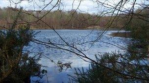 Llwyneinion pool