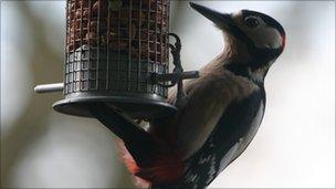 A great spotted woodpecker (Dendrocopus major) eating peanuts from a bird feeder.