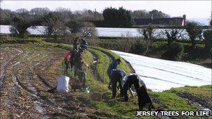 Jersey Trees for Life planting hedges