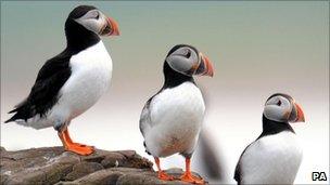 Puffins