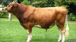 Guernsey bull