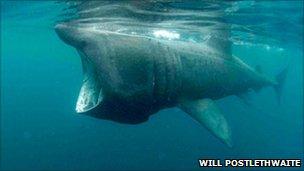 A basking shark taken near Lamorna on a previous summer