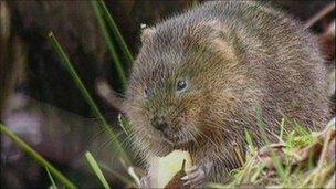 A water vole