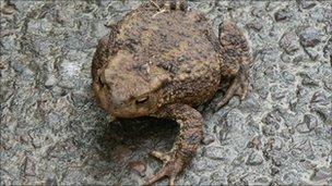 A toad crossing a wet road