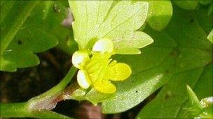 St Martin's Buttercup - Pic: Rosemary Parslow