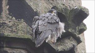 Peregrine falcon on a church tower in Shrewsbury