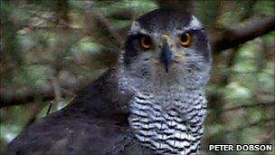 Female Goshawk