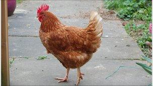 Gertie the hen