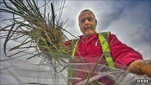 Grass samples taken from Dounreay nuclear site. Pic: DSRL