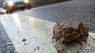 Toad on a road