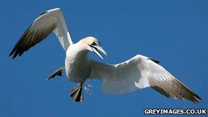 Gannet by grayimages.co.uk