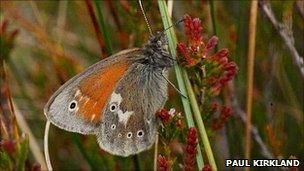 Large heath butterfly