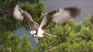 osprey