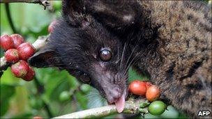 A wild civet gathers ripe coffee fruits