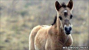 Konik foal [Pic: Wildwood Trust]