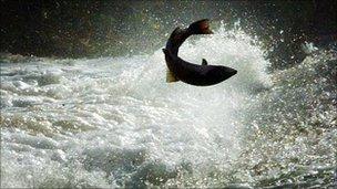 Salmon leaping up a river