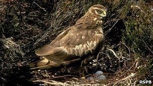 Nesting hen harrier