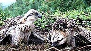 Ospreys at Bassenthwaite