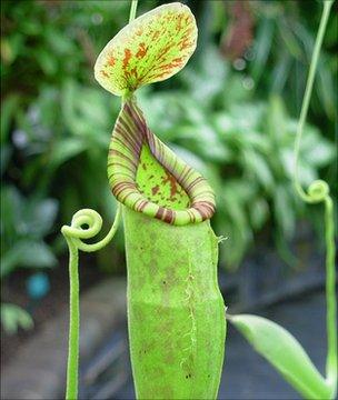 A pitcher plant (Image: 鶹ҳ)