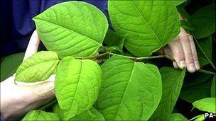 Japanese knotweed