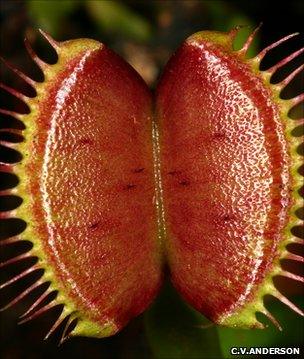 Venus flytrap (Image: Christopher V Anderson)