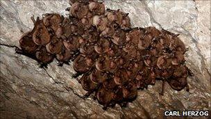 Indiana bats