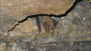 Bat in cave