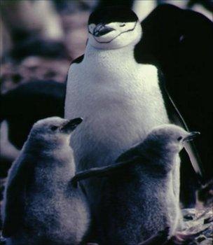 Chinstrap penguins (Image: BBC)