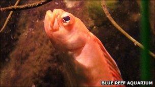 Red-band fish