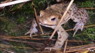 A toad (c) Jonathan Cranfield/Zoological Society of London/PA Wire