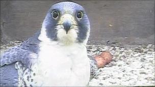 Webcam shot of peregrine falcon