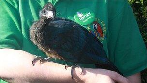 The Great Blue Turaco is a bird from the tropical forests of West Africa