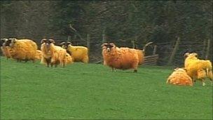 Dyed sheep