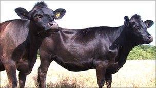 Jersey-Angus cattle