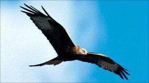 Red kite in flight