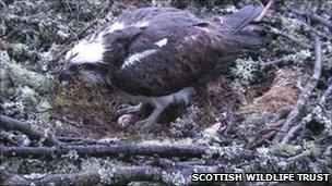 Female osprey at Loch of the Lowes nest in 2010