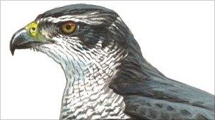 A goshawk