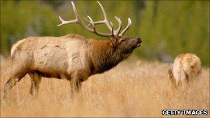 Stock photo of an elk in Yellowstone Park