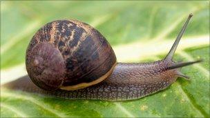 Snail