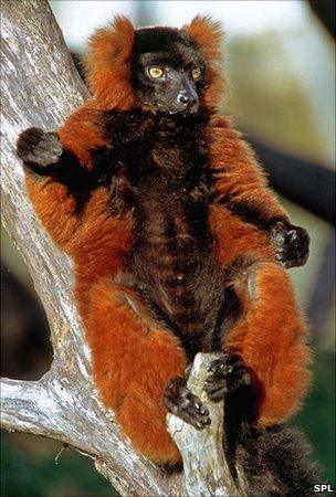 Red ruffed lemur