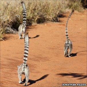 Ring-tailed lemurs