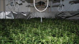 Cannabis farm