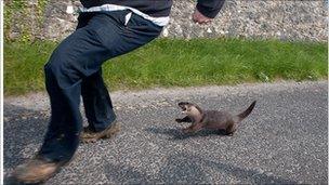 Otter attacks