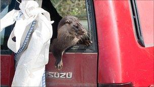 Otter jeep