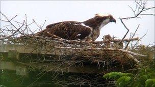 Osprey in Kielder