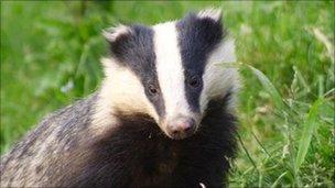 Badger