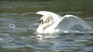 Mr Asbo, the Cambridge Swan